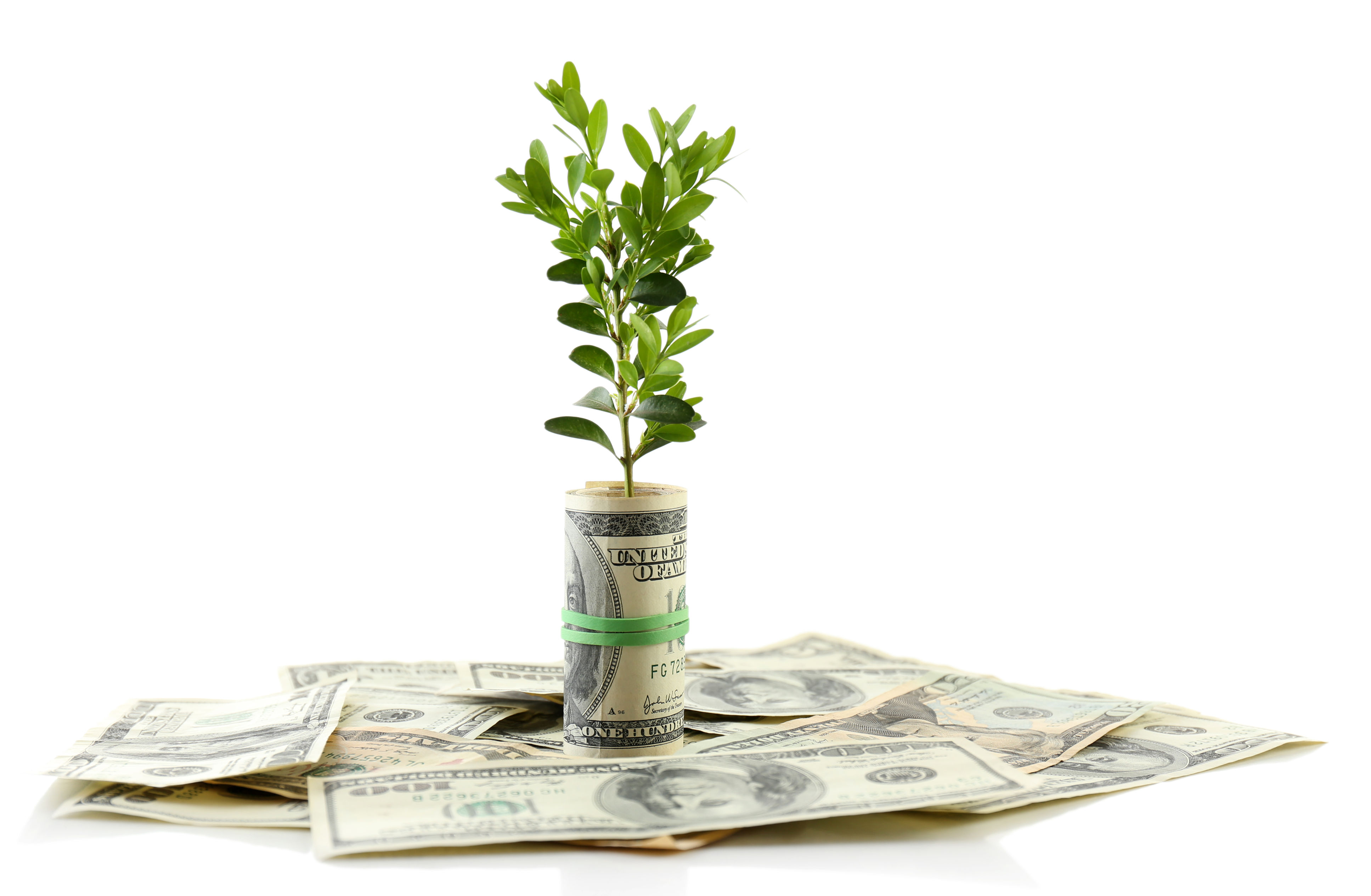 53928596_xl money plant roll growth.jpg